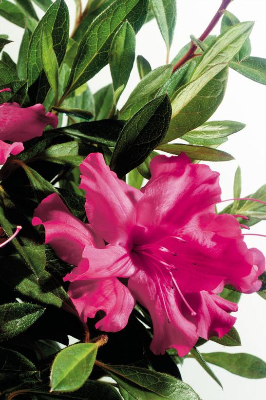 Encore® Autumn Sundance® Reblooming Azalea