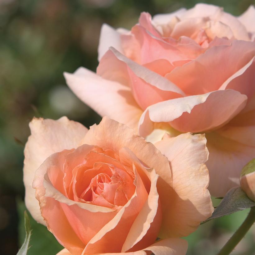 Apricot Candy™ Hybrid Tea Rose