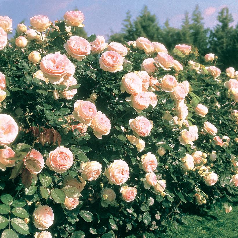 Eden Climber® Climbing Rose