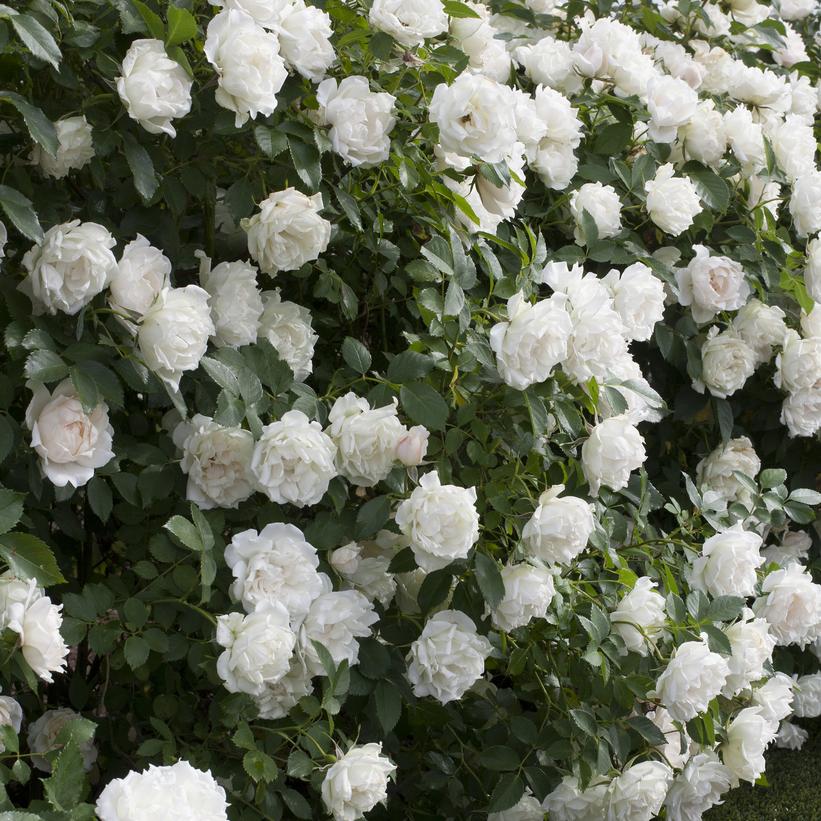 Icecap™ Landscape Shrub Rose