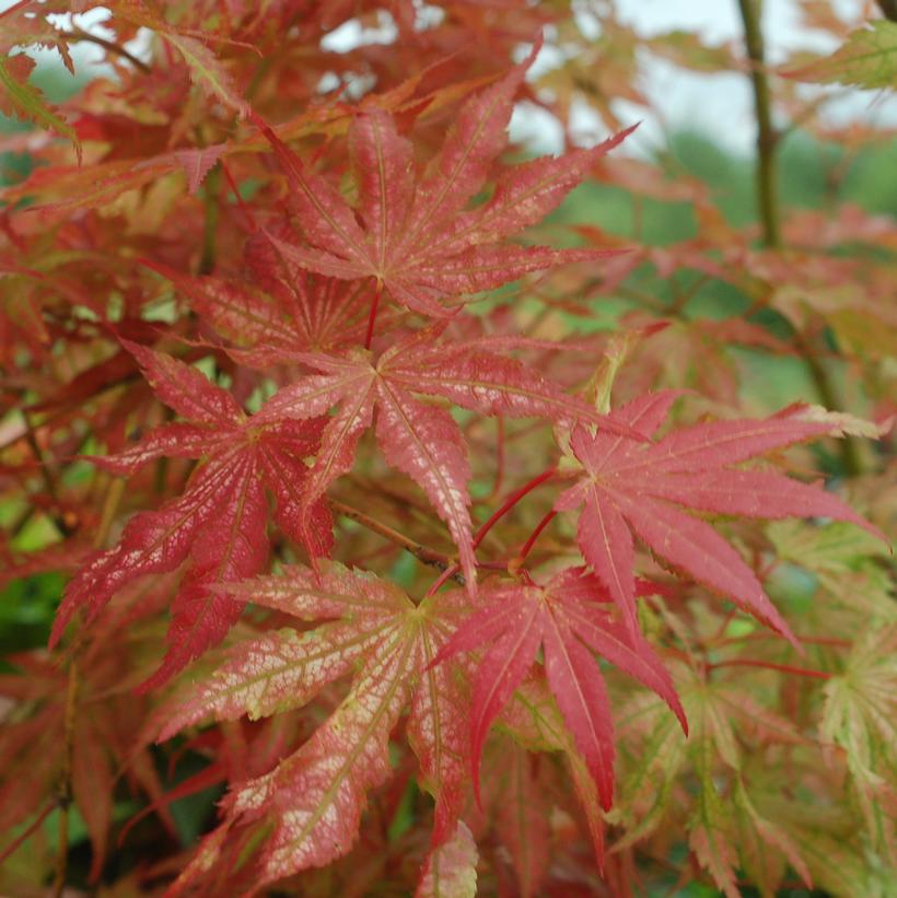 Peaches & Cream Japanese Maple