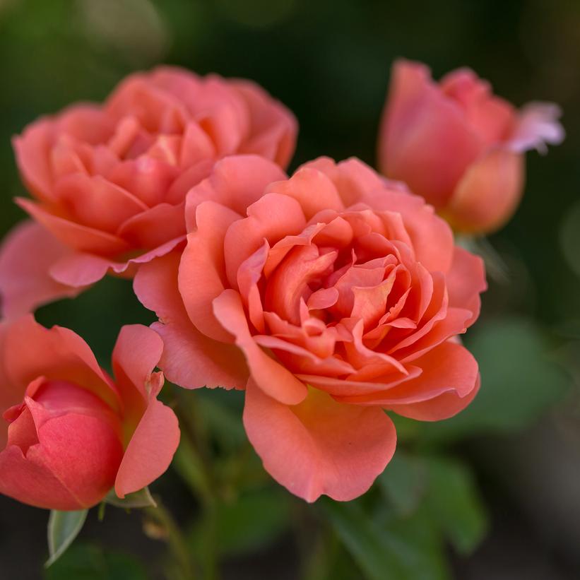 Sweet Fragrance Hybrid Tea Rose
