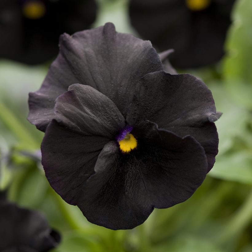 Blackout Horned Violet