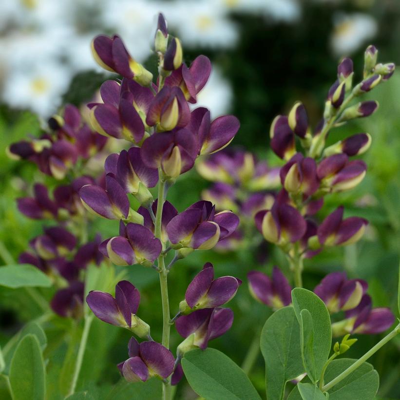 Grape Taffy False Indigo