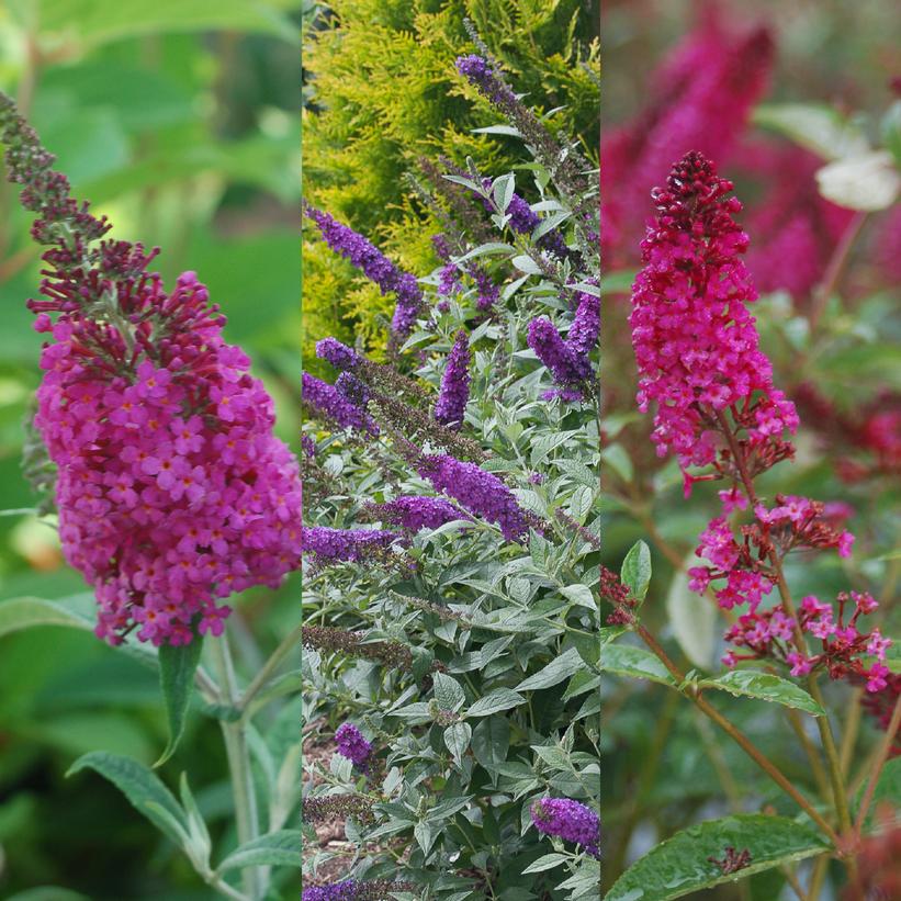 Single Ladies Medley butterfly bush