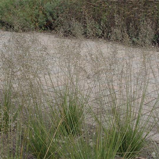 Dwarf Prairie Dropseed