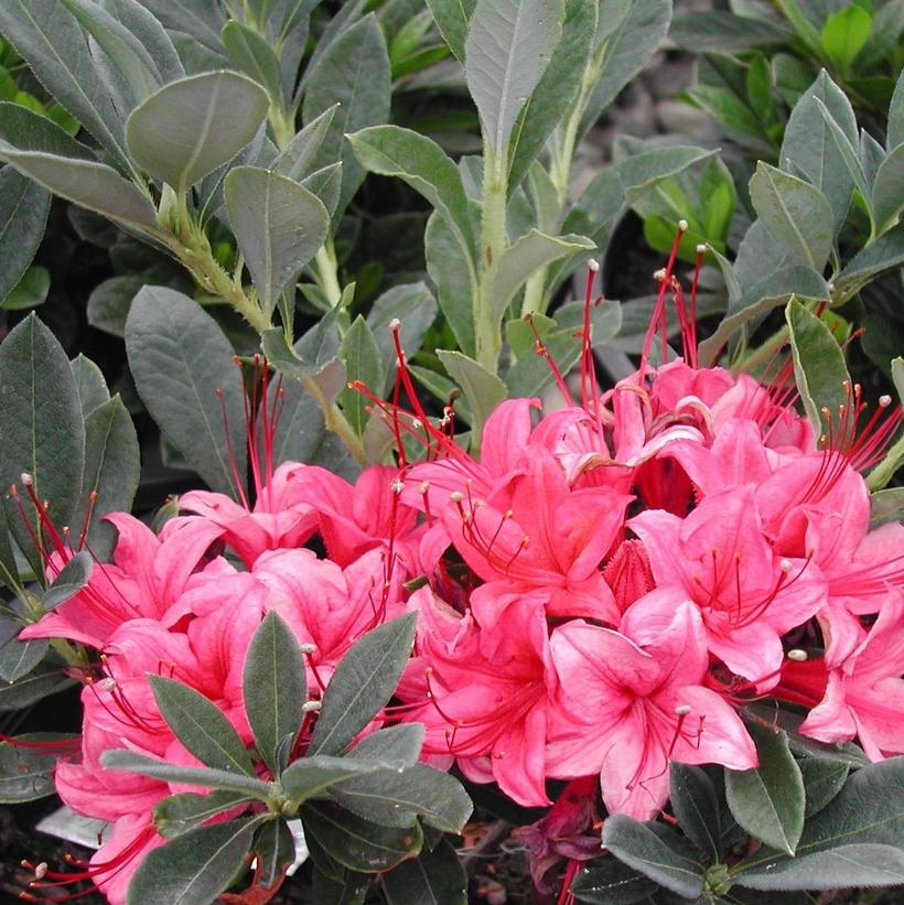 Millennium Deciduous Azalea