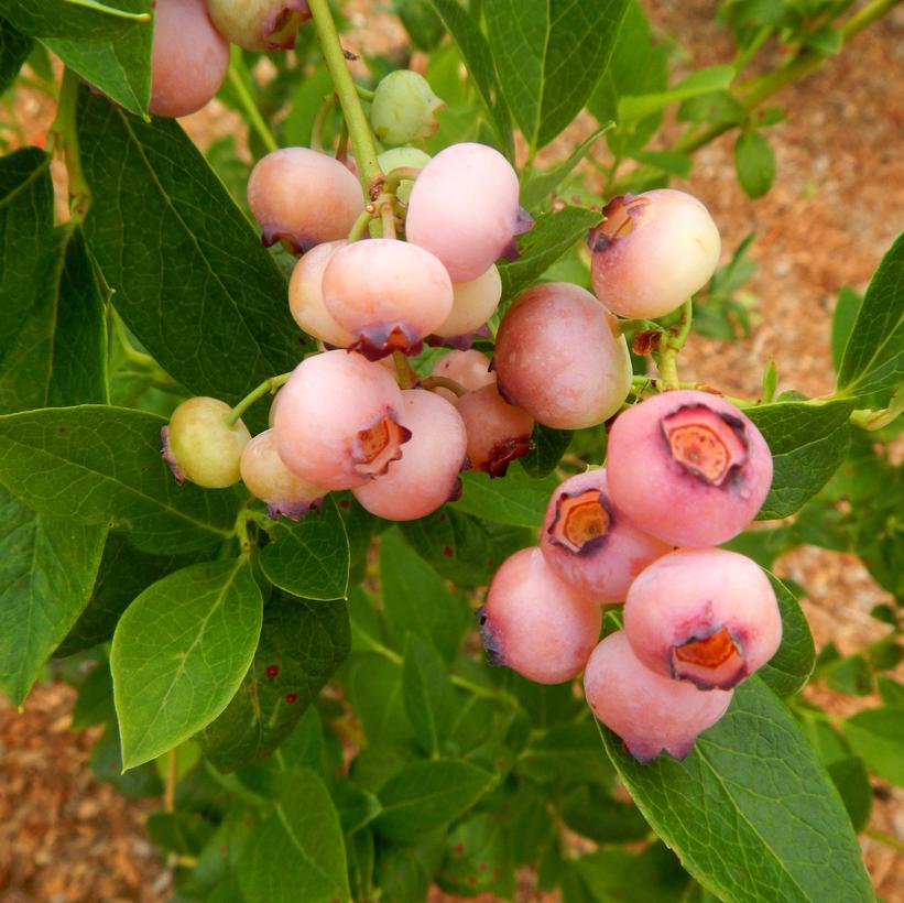 Pink Popcorn® Blueberry