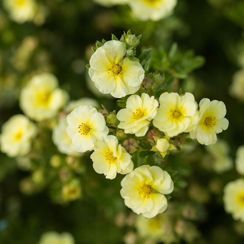 Lemon Meringue™ Potentilla