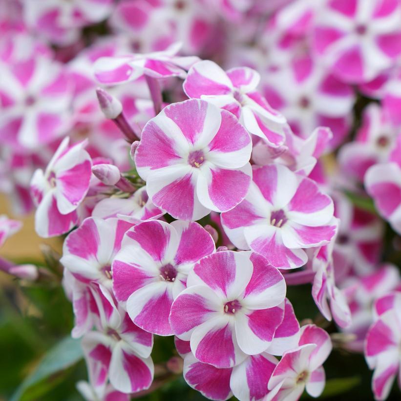 Candy Crush Dwarf Garden Phlox