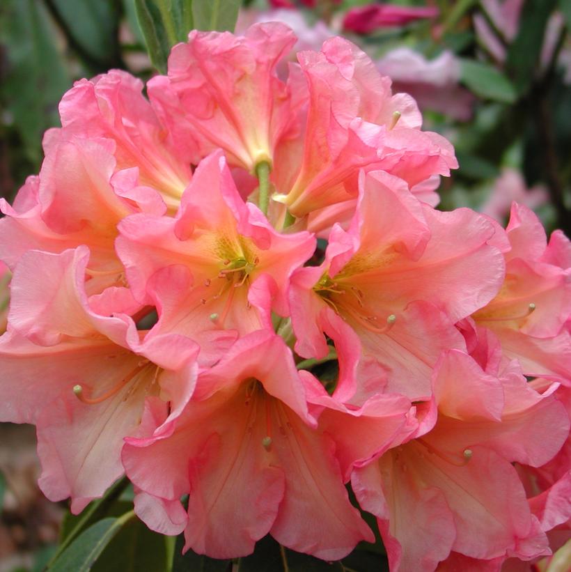 Rio Salsa Rhododendron