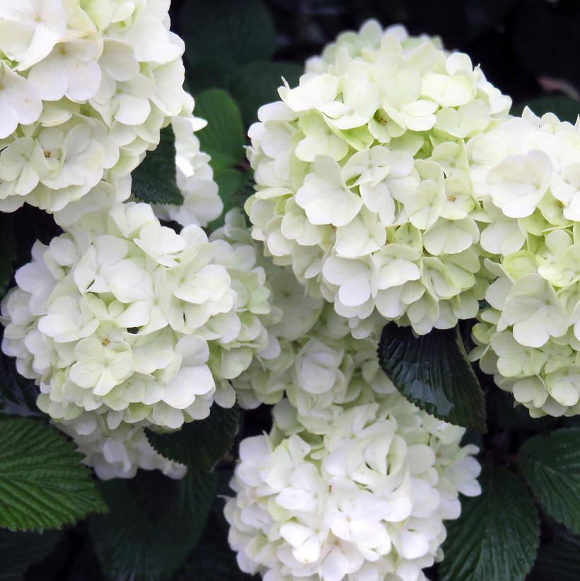 Opening Day™ Doublefile Viburnum