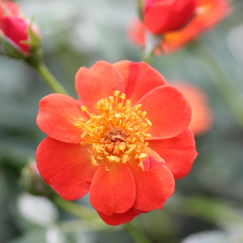 Oso Easy Hot Paprika® Landscape Rose