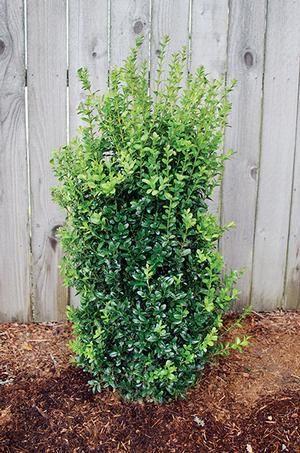 Dee Runk Boxwood