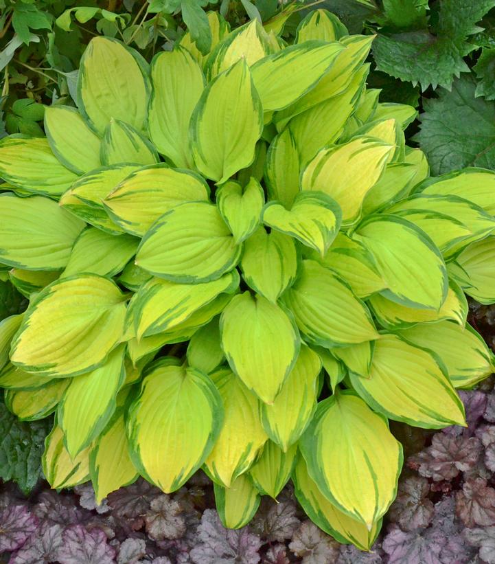 Island Breeze Plantain Lily