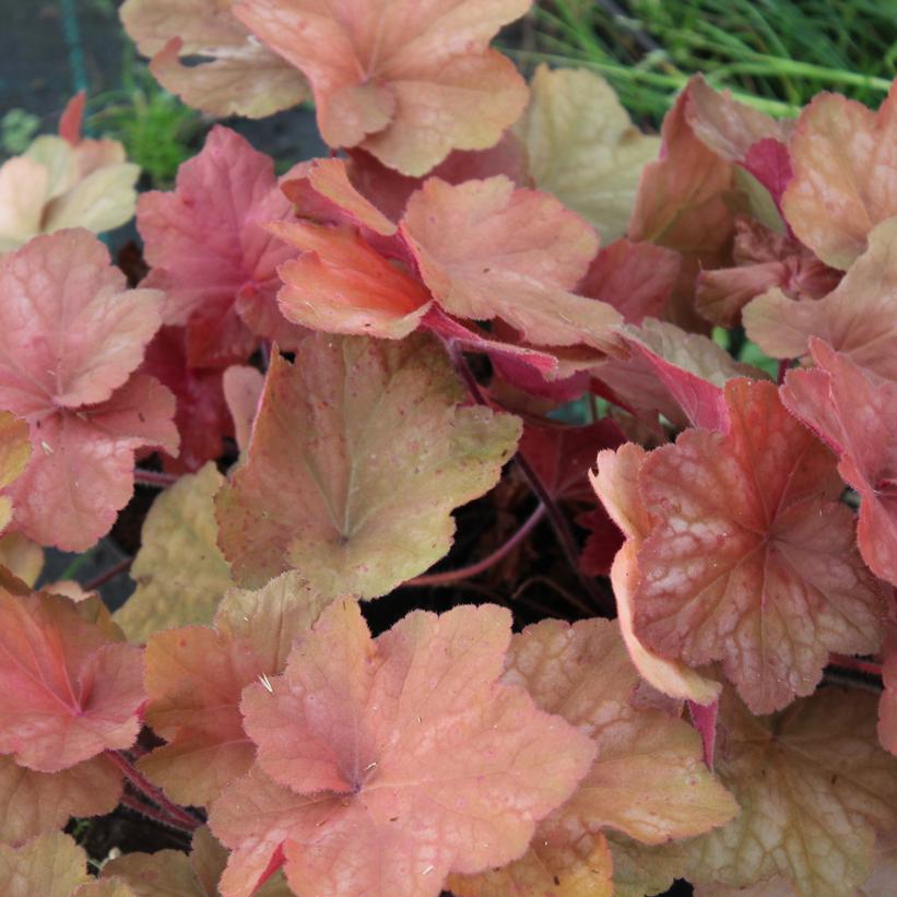 Orange Dream Coral Bells