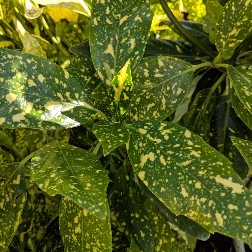 Mr. Goldstrike Spotted Laurel