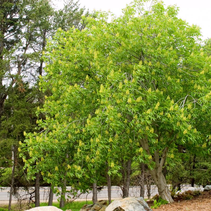 Ohio Buckeye