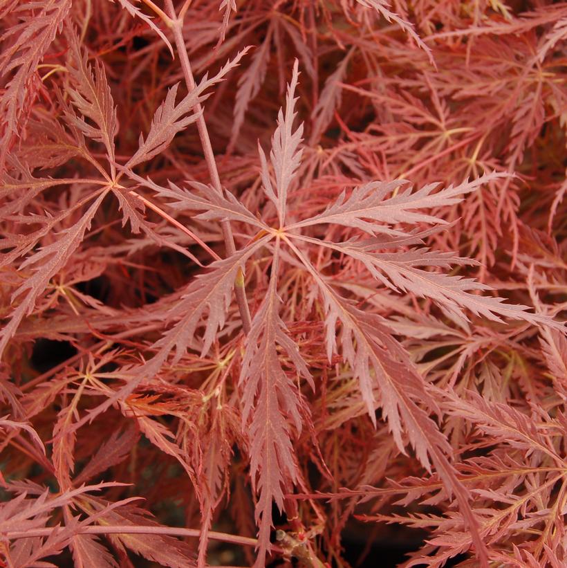 Crimson Queen Weeping Japanese Maple