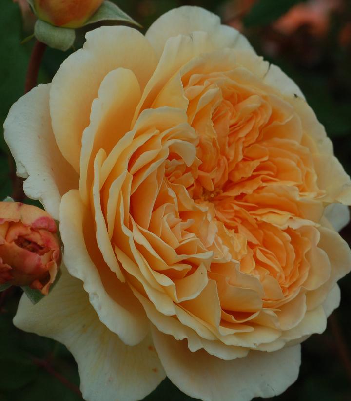 English Climbing Rose