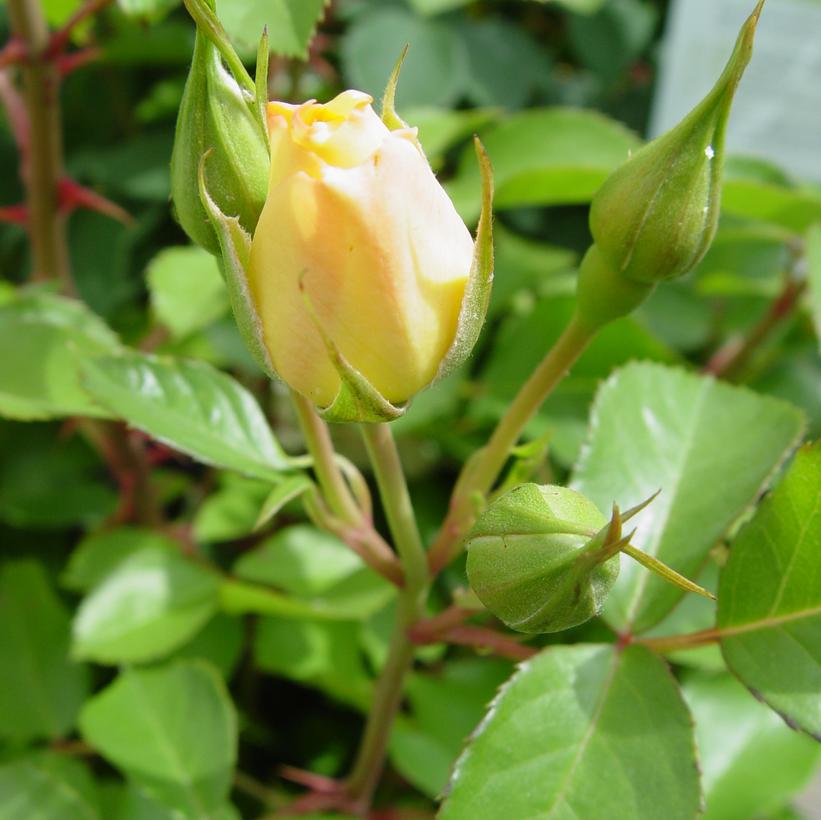 Sky’s The Limit™ Climbing Rose