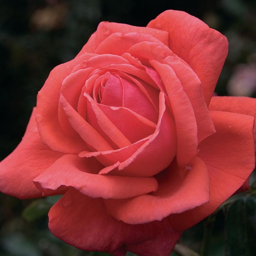 Hybrid Tea Rose