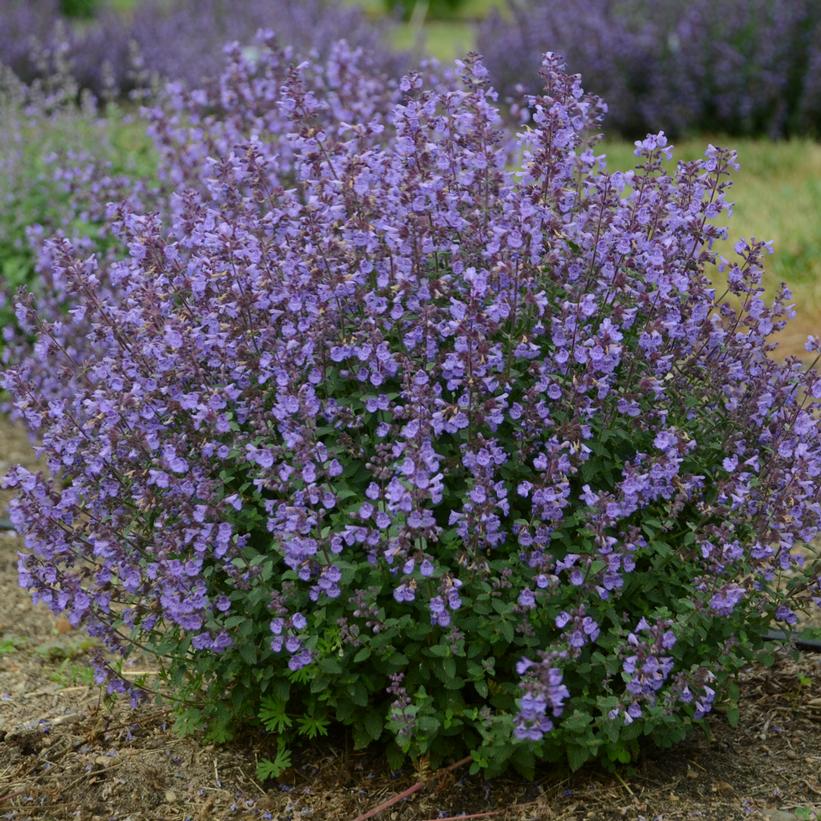 Kitten Around Catmint