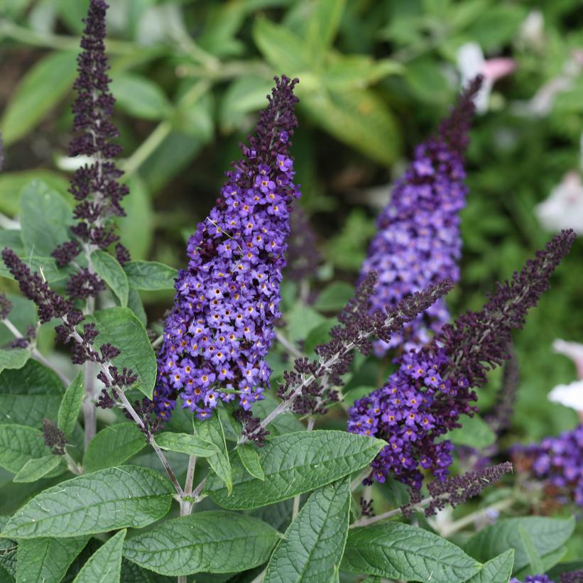 Pugster Blue® Butterfly Bush