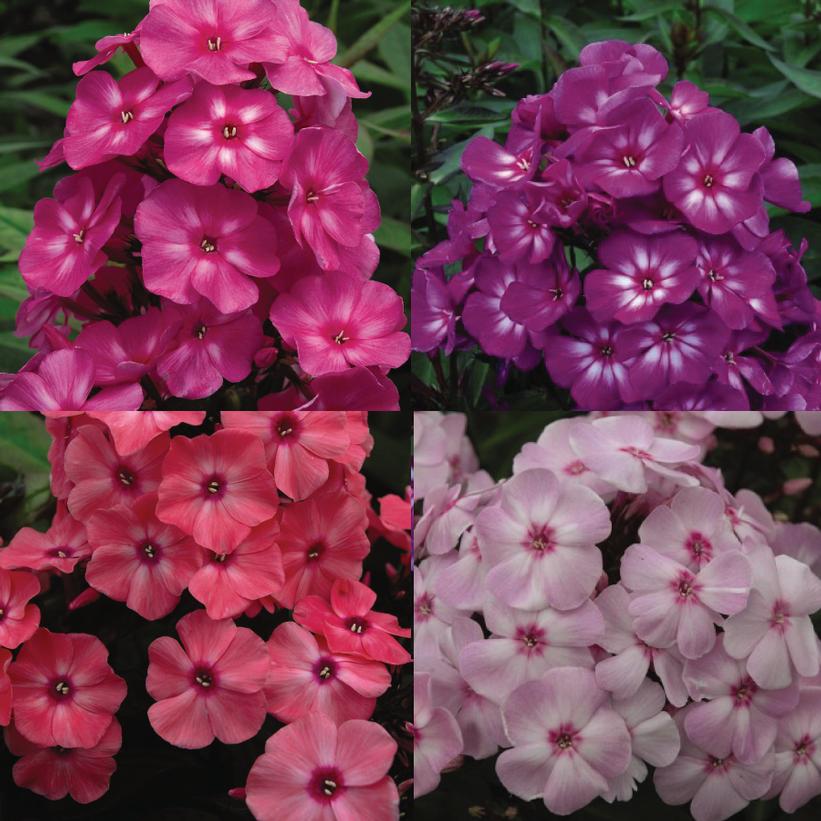 Mixed collection of First Editions® Garden Phlox