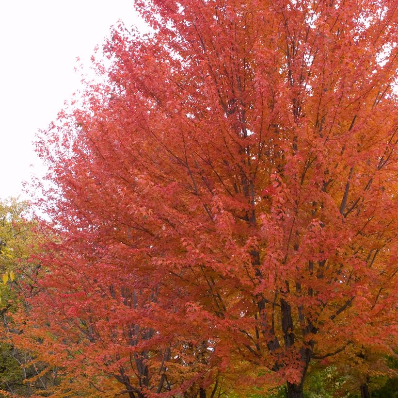 Autumn Blaze® Freeman Maple