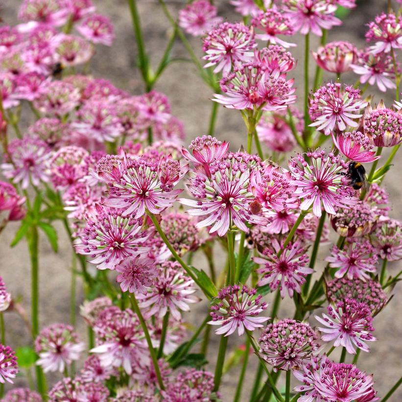 Sparling Stars Pink Masterwort