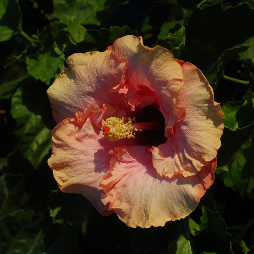 First Kiss™ Tropical Hibiscus