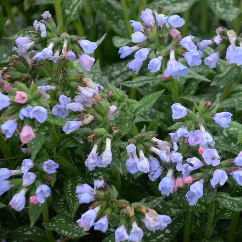 Twinkle Toes Lungwort