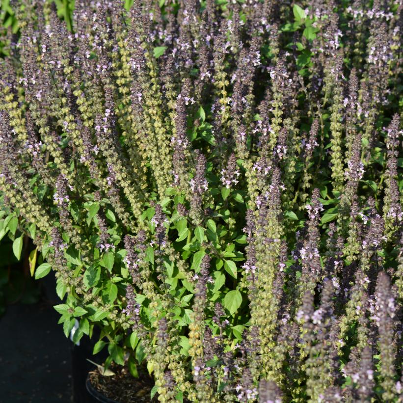 Wild Color Basil