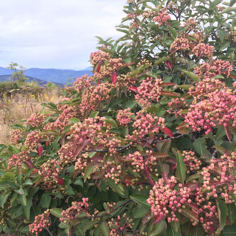 Witherod Viburnum