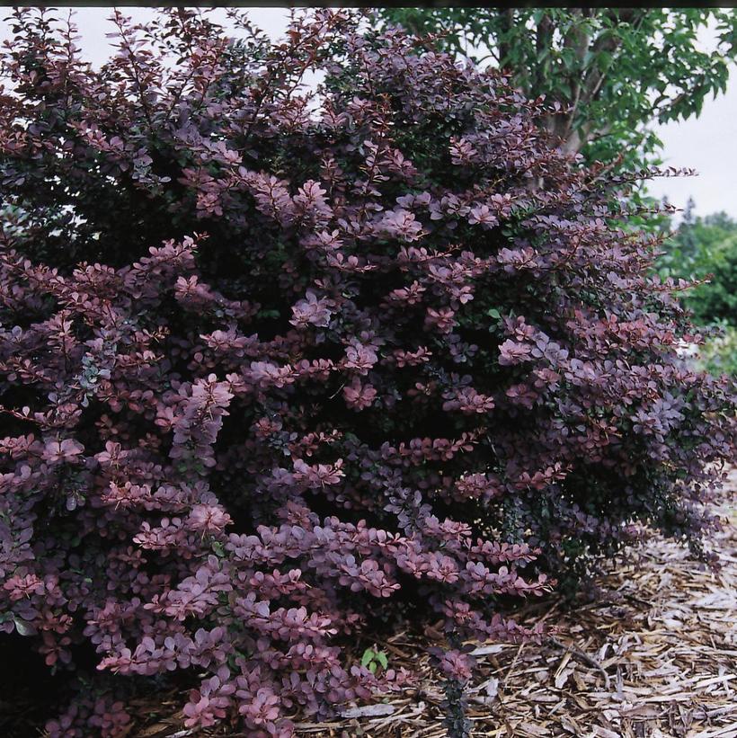 Burgundy Carousel® Barberry