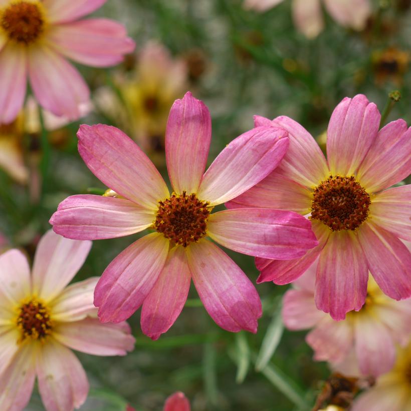 Shades of Rose Threadleaf Tickseed