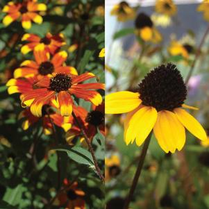 Brown-Eyed Susan