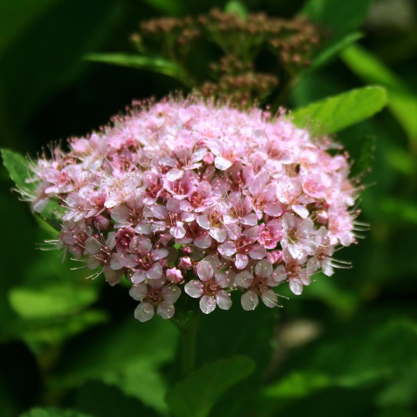 Pink Sparkler™ Birchleaf Spirea