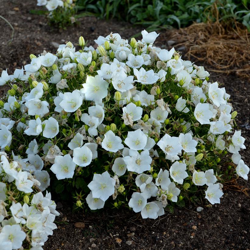 Rapido White Carpathian Bellflower