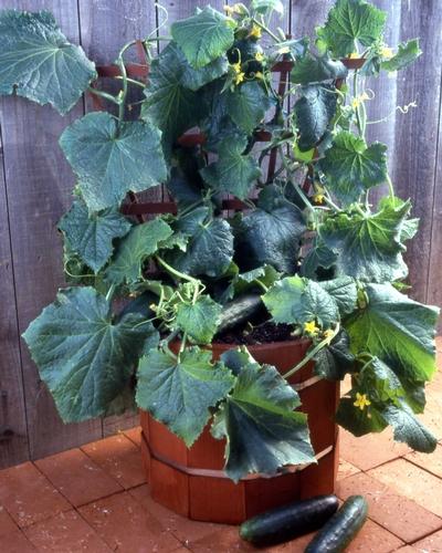 Salad Bush Cucumber