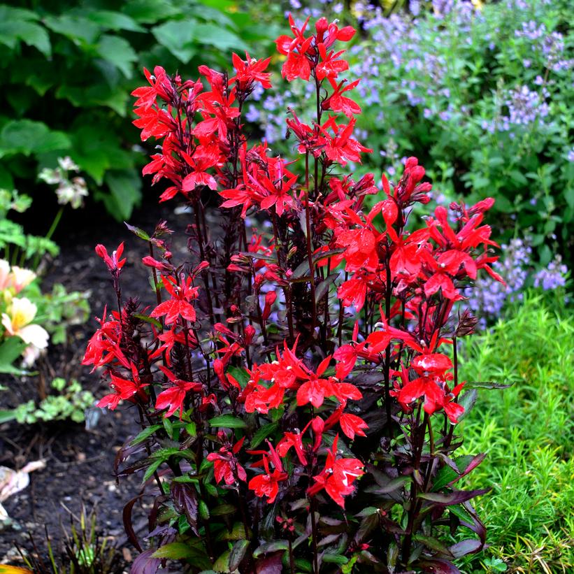 Starship™ Scarlet Cardinal Flower