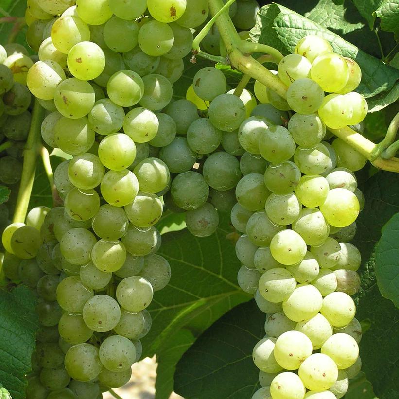 Cayuga White Grape
