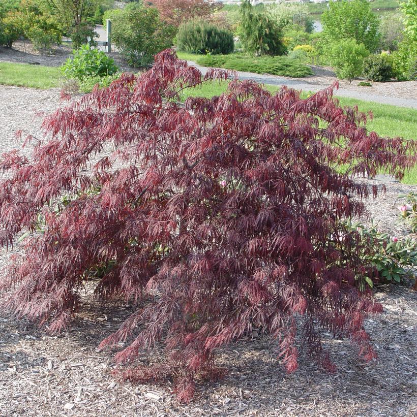 Inaba Shidare Weeping Japanese Maple