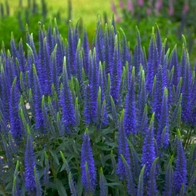 Wizard of Ahhs Spike Speedwell