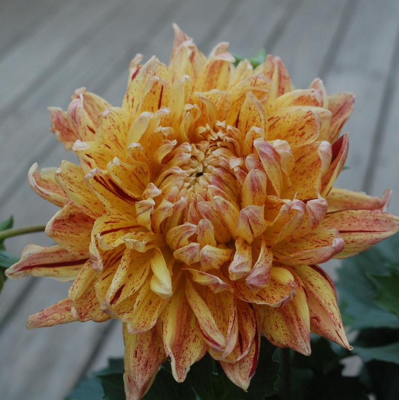 Cambridge Dahlia