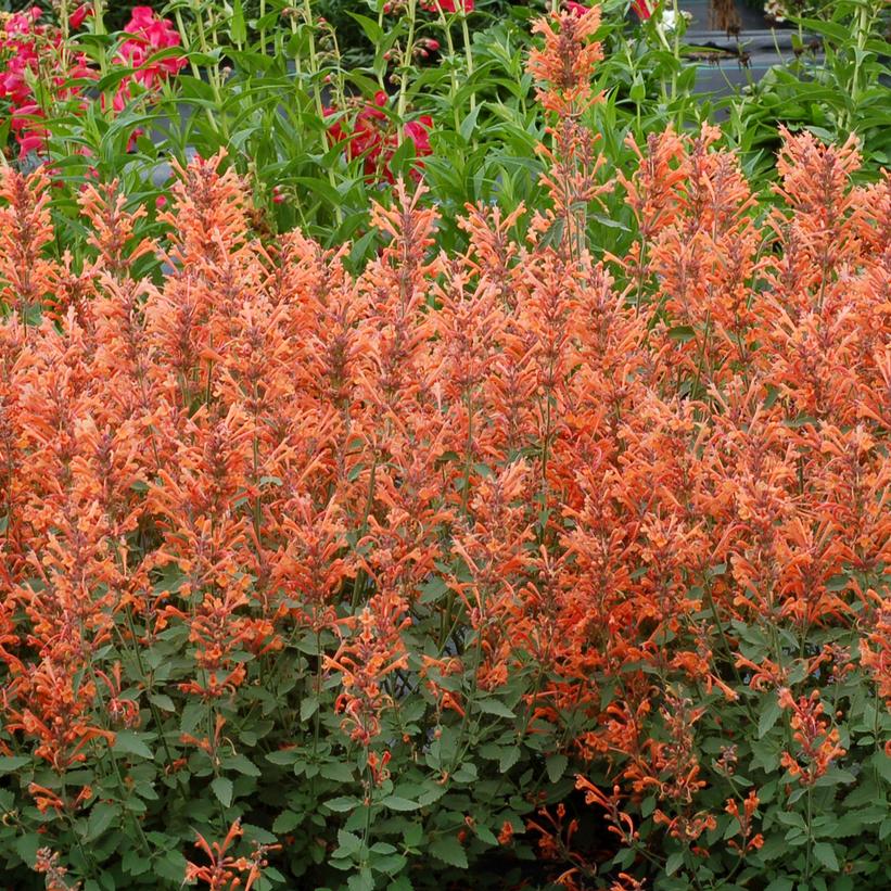 Kudos™ Mandarin Hummingbird Mint