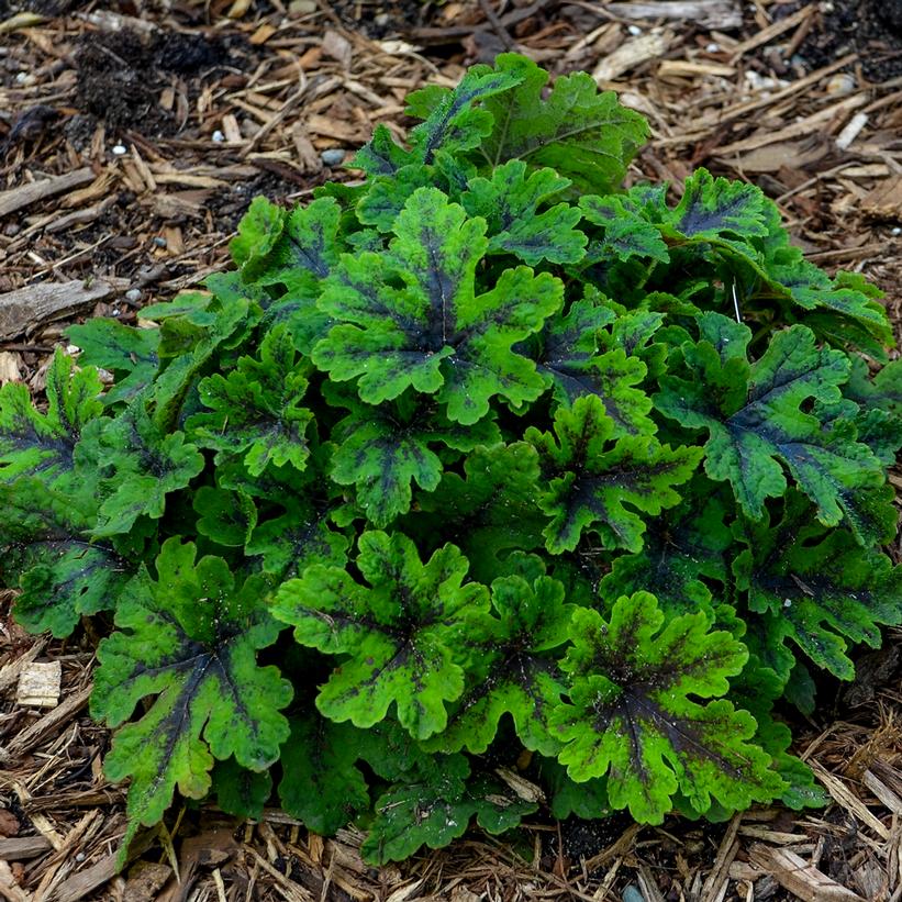 Fingerpaint Foamflower