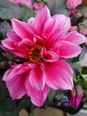 Fascination Dahlia