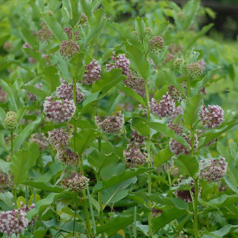 Common Milkweed